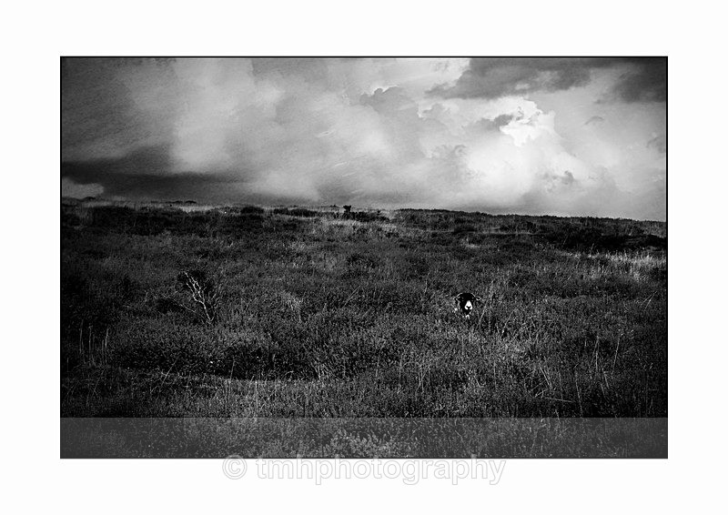 Moorland. - Monochrome Photograph's