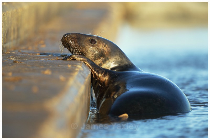 Seal Defences - Latest Work