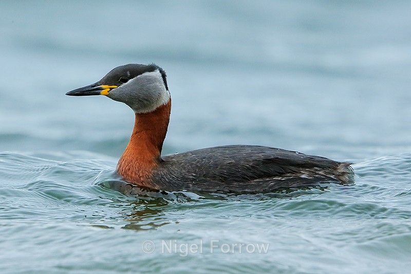 Red-necked Grebe, Farmoor Reservoir - Red-necked Grebe