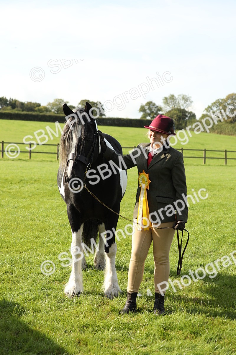 SBM_61001 - S43 - Coloured Pony In Hand