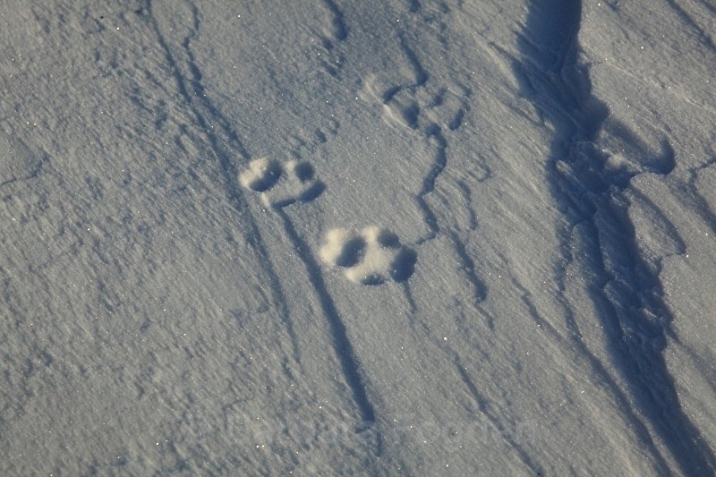 Arctic fox tracks 9884 - Winter in the daylight