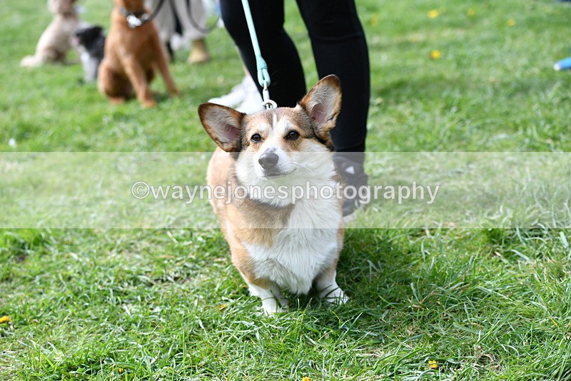 WJ5_9741 - Class 3 Most Handsome Dog