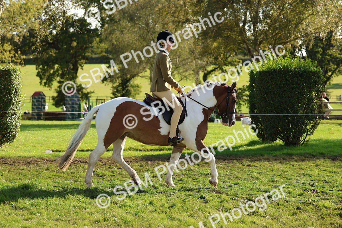 SBM_52377 - S13 - Pony Club Pony