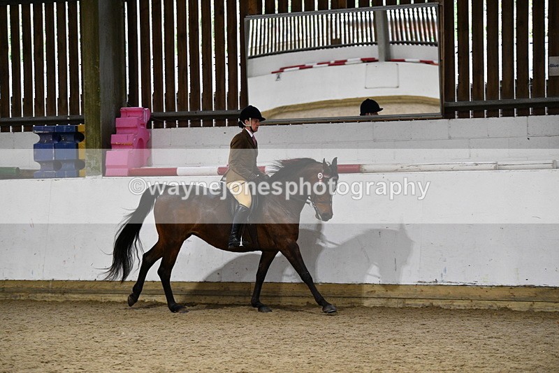 WJ5_8794 - Class 15 Ridden Show Horse
