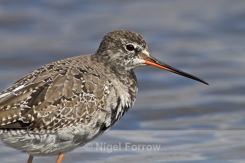 Spotted Redshank close-up on Brownsea Island - Spotted Redshank