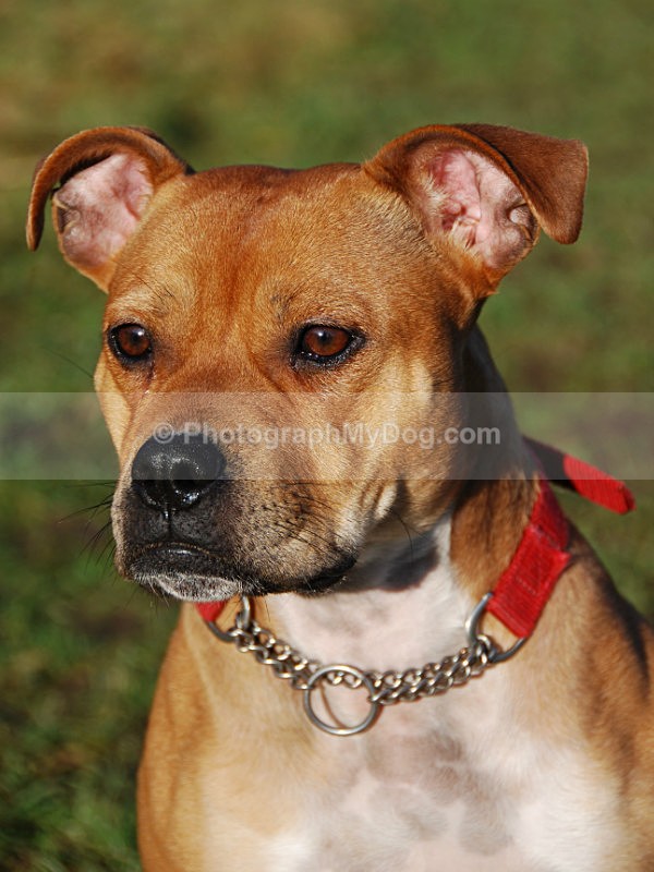  - Staffordshire Bull Terriers