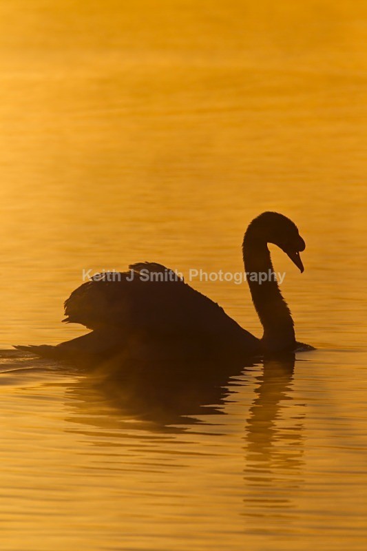 1KJS1994 - While your were sleeping