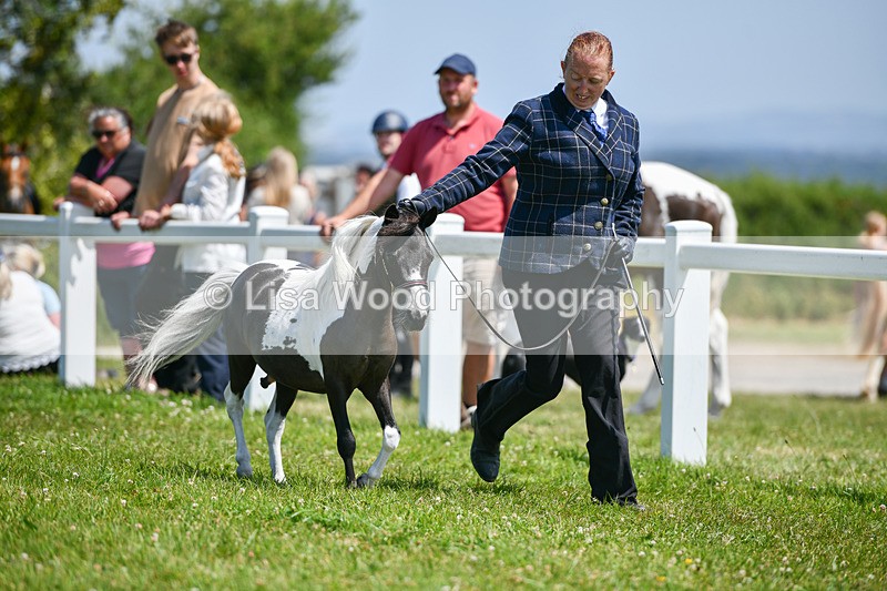 DSC_7274 - Miniature Horse Championship