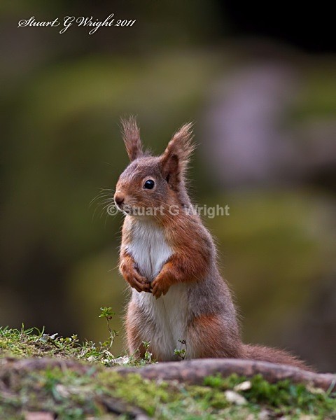 755 - Red Squirrels