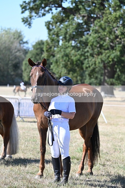 WJ7_1686 - Class 42 Most Handsome Gelding