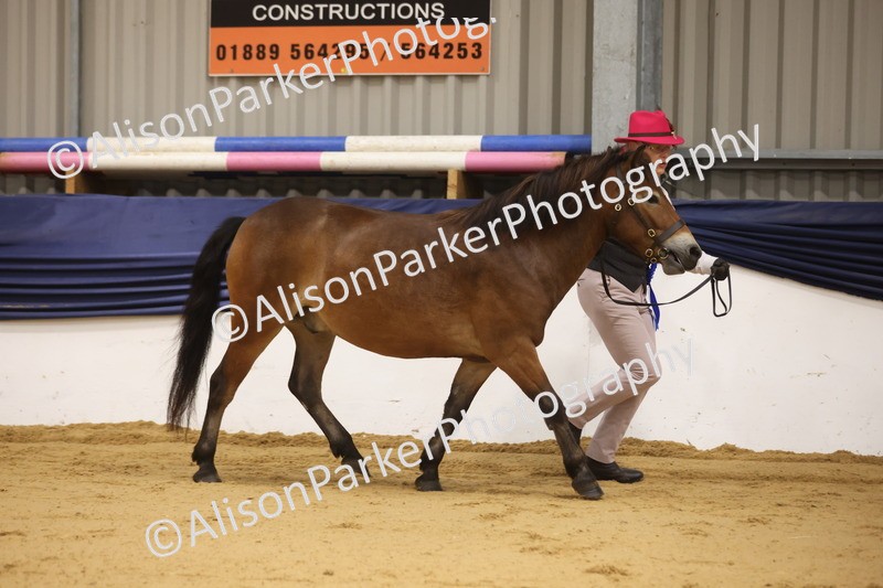 20260913-1083 - Class 109 - Bred On Exmoor In Hand