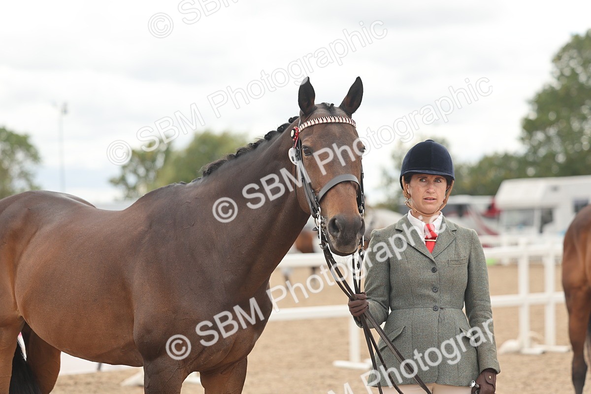 SBM_17085 - Class 313 - IH Retired Racehorse