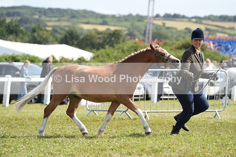 DSC07307 - Class 68: NPS SHP Youngstock