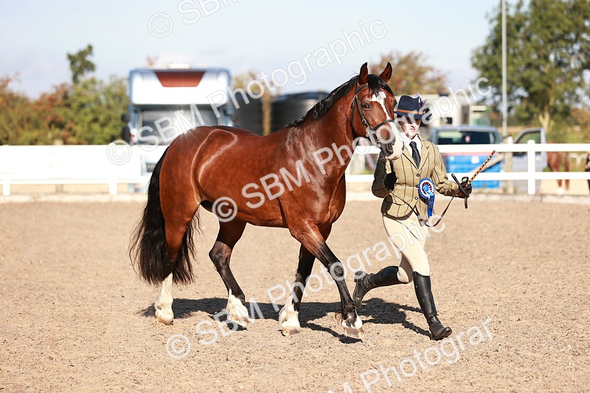 SBM_11478 - Class 402 - IH  Veteran pony
