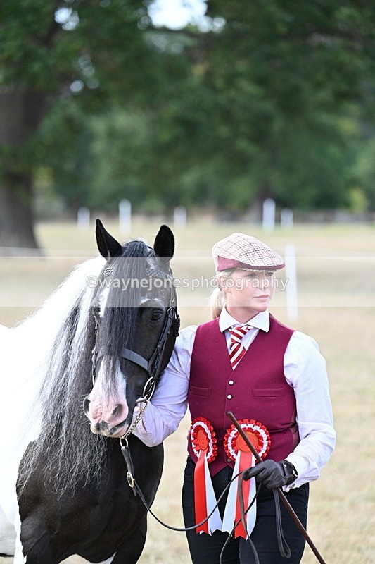 WJ7_8356 - In-hand Championship