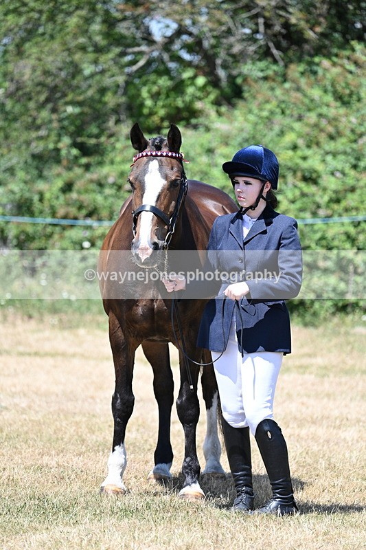 WJ7_2344 - Class 5a Most Handsome Gelding in hand (above 14.2hh)