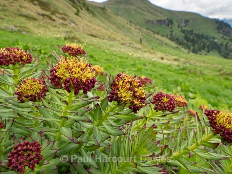 Roseroot (Rhodiola rosea) - Flowers in the Landscape