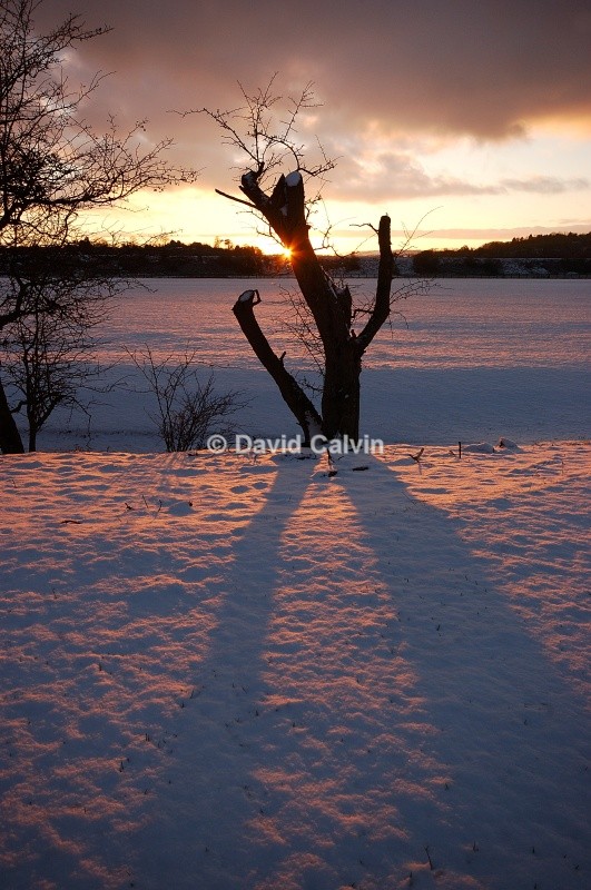 Forked Shadow - Winter