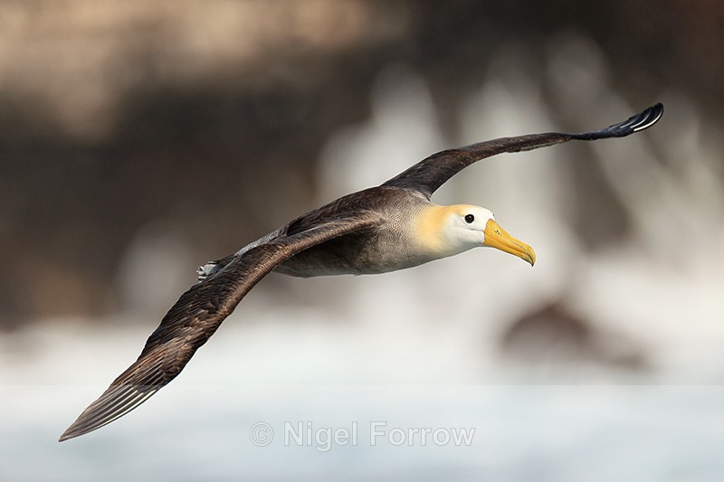 Waved Albatross glides past close, Espanola, Galapagos - Waved Albatross