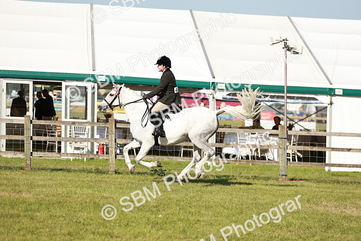 SBM_19262 - Class 115-116 - LIHS BSHA Rising Star Working Hunter & Show Horse
