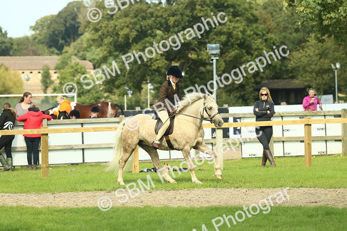 SBM_68833 - S58 - Mini Show Cob Ridden