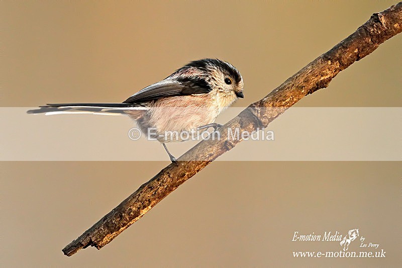 Long Tailed Tit  220115 6 - Nature