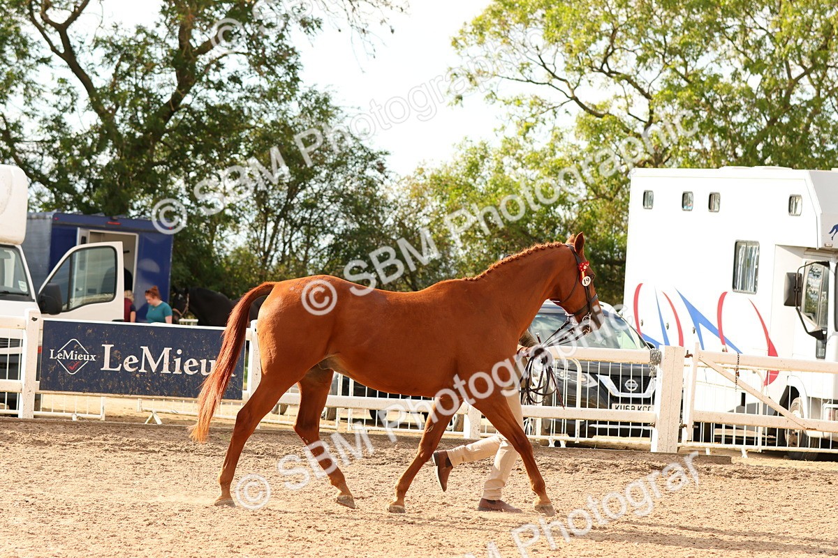 SBM_18357 - Class 318 - IH Part Bred Horse Pony