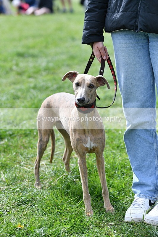 WJ5_9774 - Class 3 Most Handsome Dog