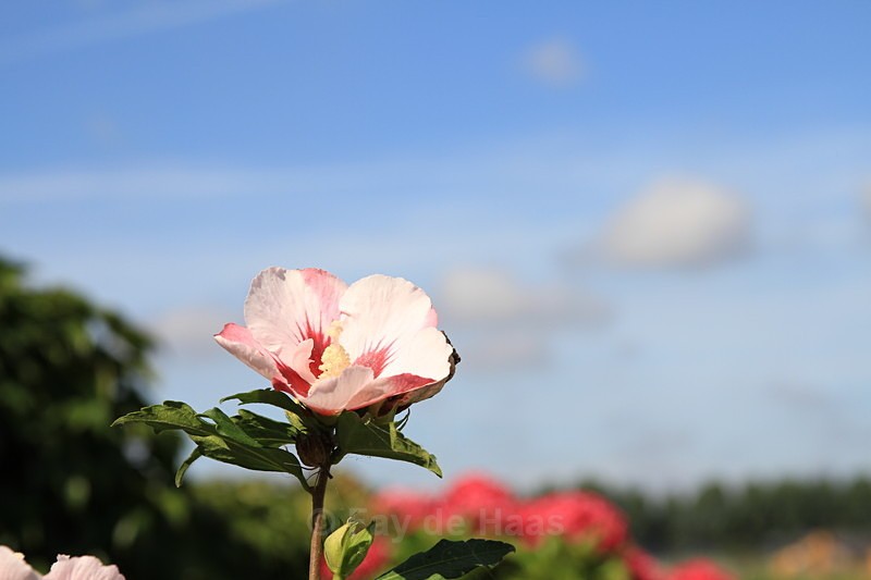  - The Glow of Summer