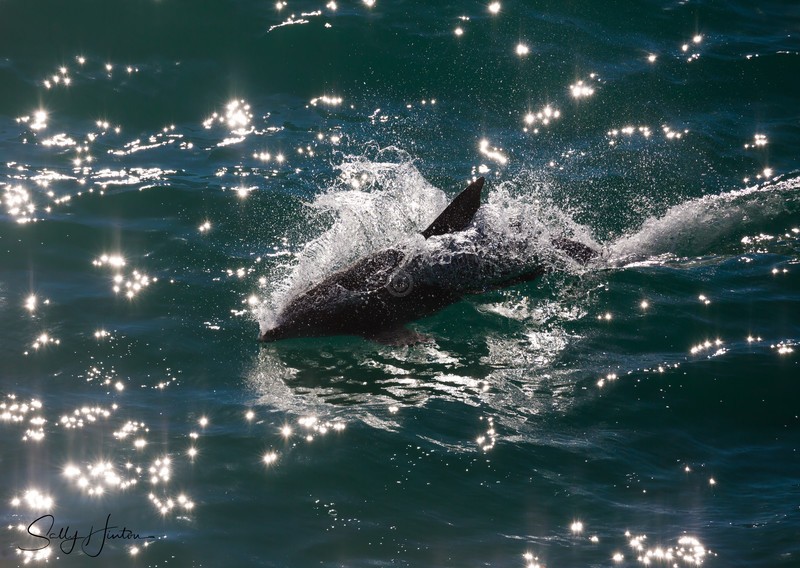 Dolphin Sparkling