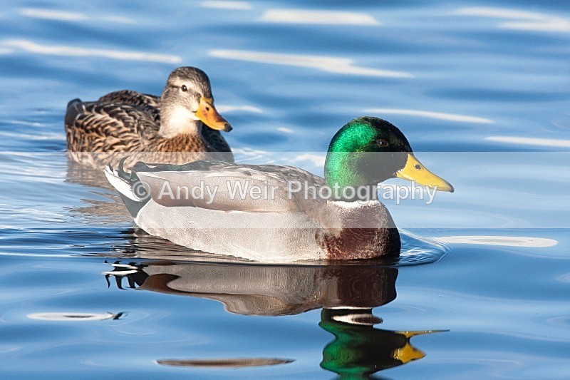 20081128-IMG_0878 147 - Mallard