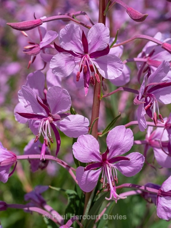 Rose-bay willowherb (Epilobium angustifolium)  - Wild Flowers - 2