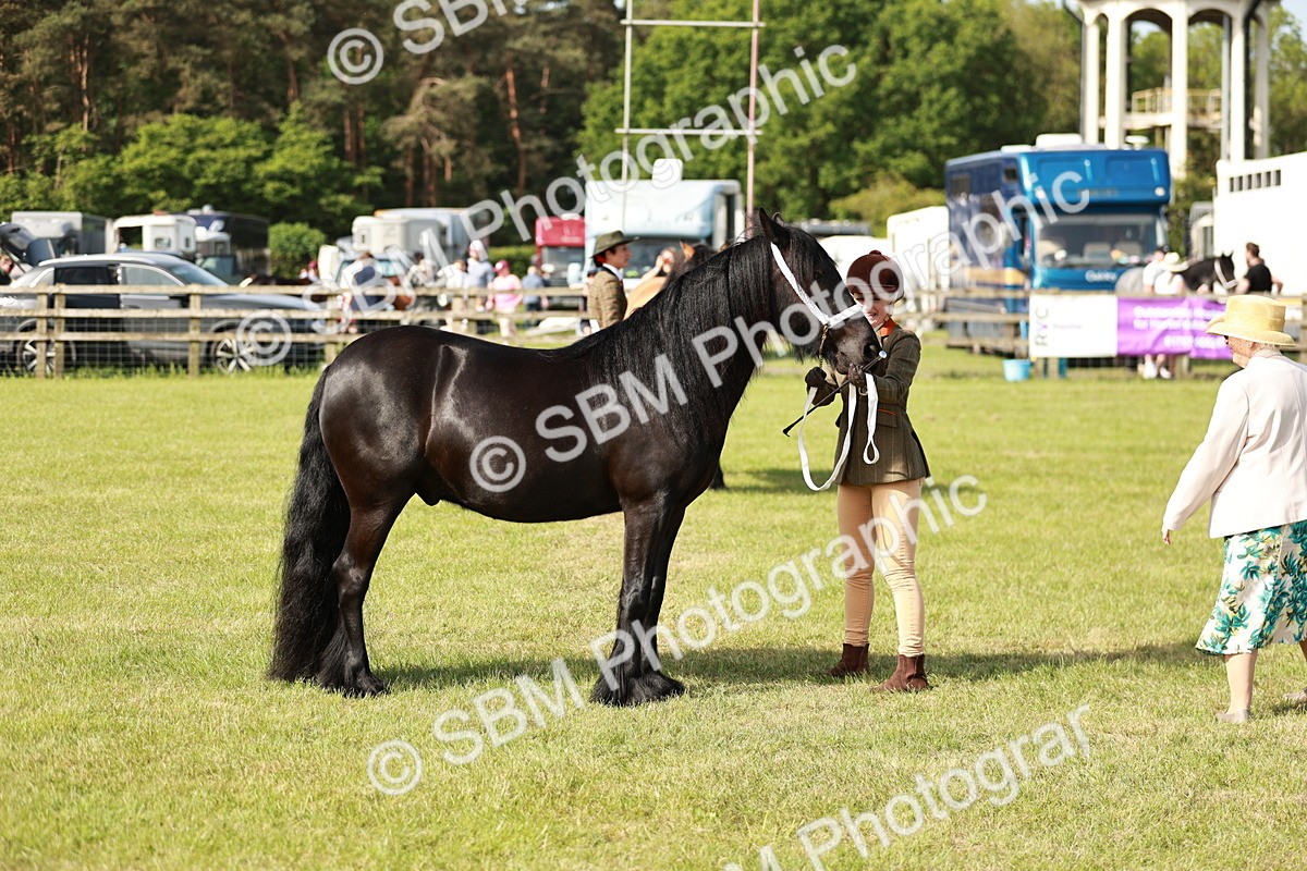 SBM_00842 - Class 14-23 - Mountain & Moorland In Hand Non Welsh
