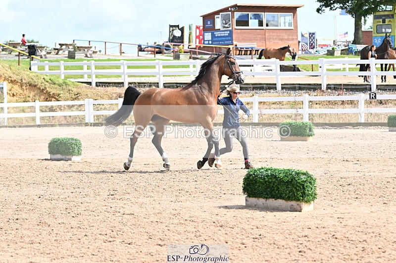 240717A-155738-03214 - Trot Up 3pm to 4pm