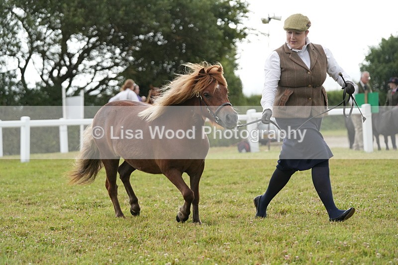DSC04582 - Class 46: NPS Shetland Youngstock
