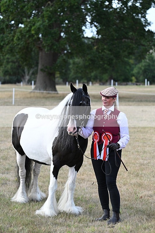 WJ7_8360 - In-hand Championship