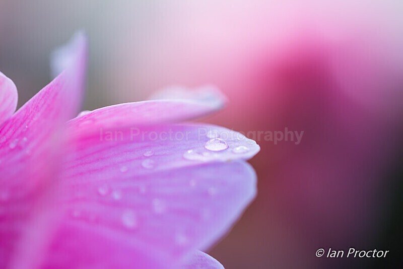 Spring Garden Growth 13 - Nature