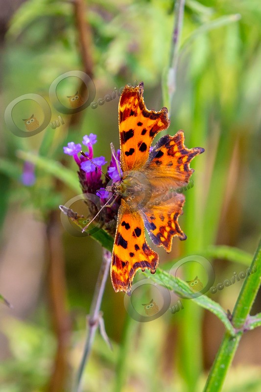 comma butterfly Polygonia c-album-2508 - Insects from around the world