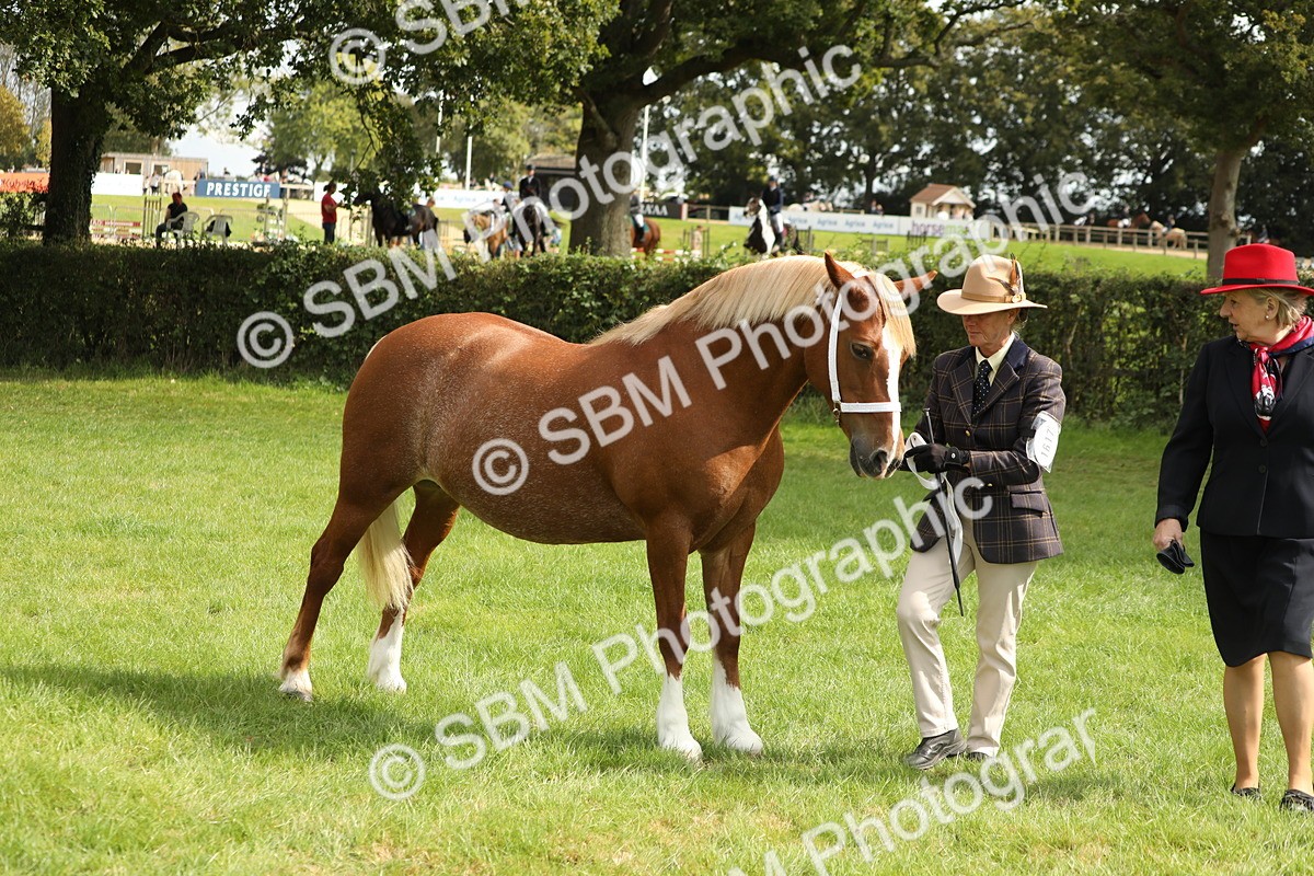 SBM_65433 - S47 - Mountain & Moorland In Hand Large Breeds