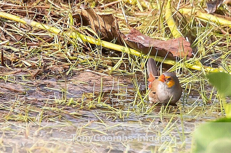 Orange-cheeked Waxbilll - The Gambia