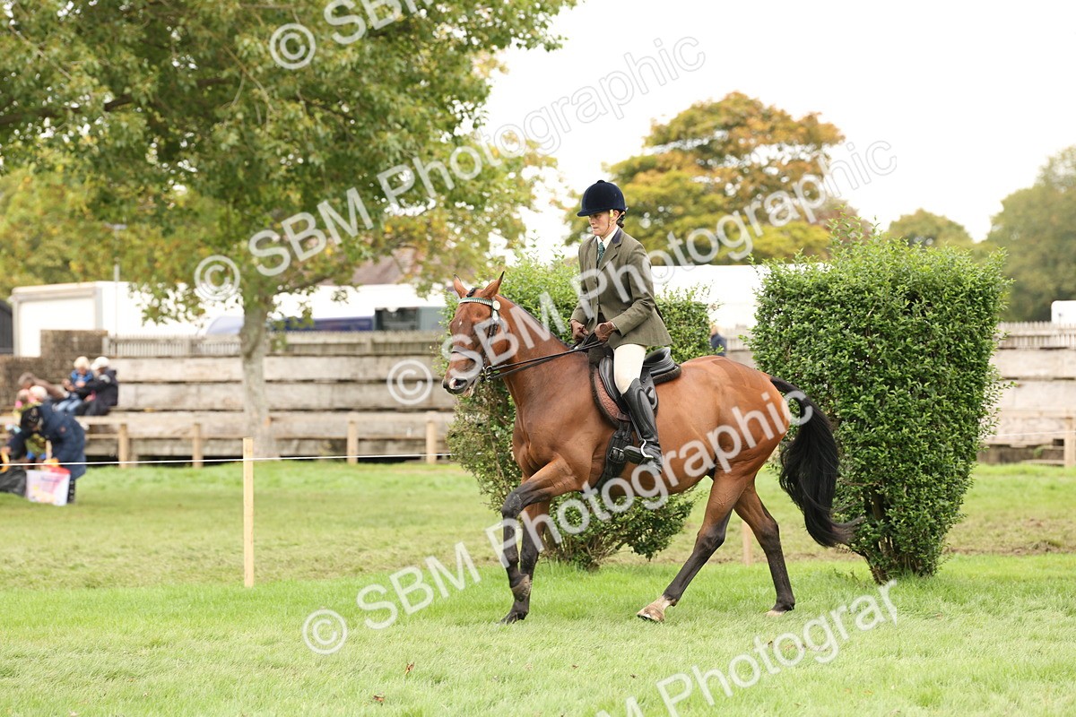 SBM_64226 - S65 - Riding Horse & Hack & Thoroughbred Ridden
