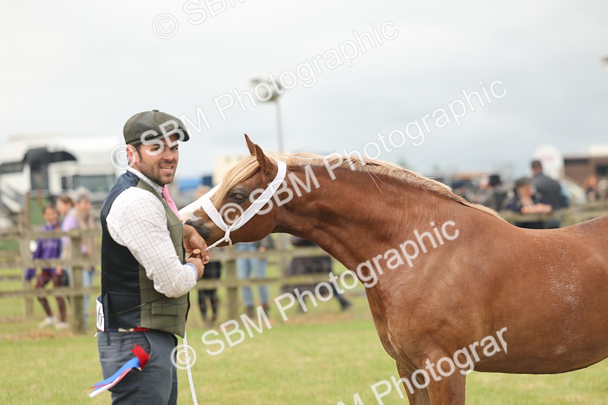 SBM_04989 - Class 50-57 - M&M Welsh Pony In Hand