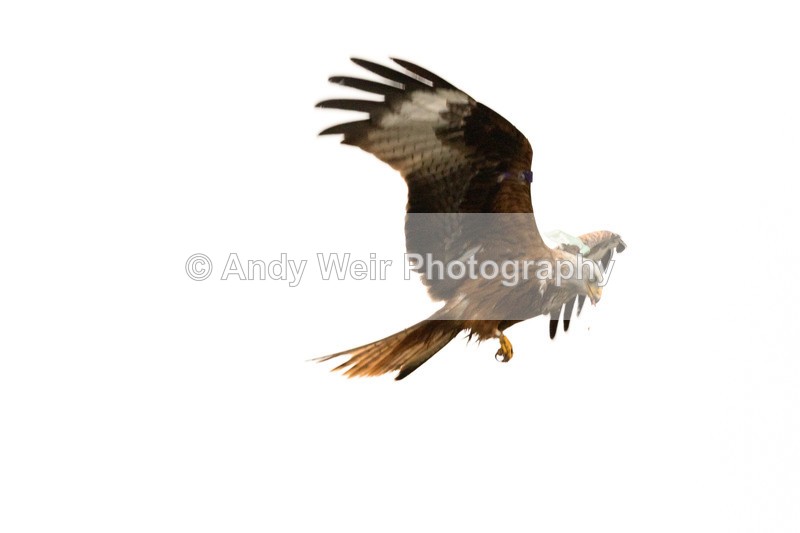 20170310-8E0A3970-4644 - Red Kite
