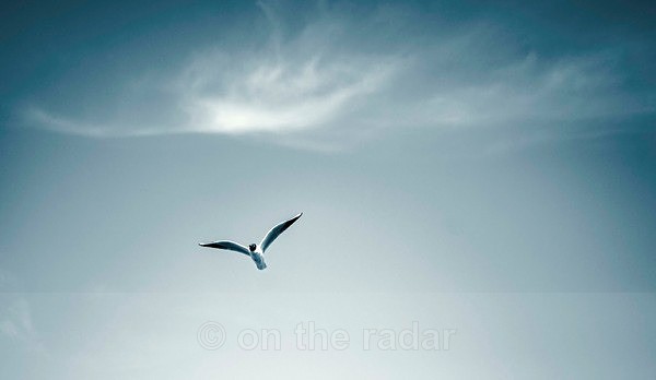 The Blue Gull - Beachscapes