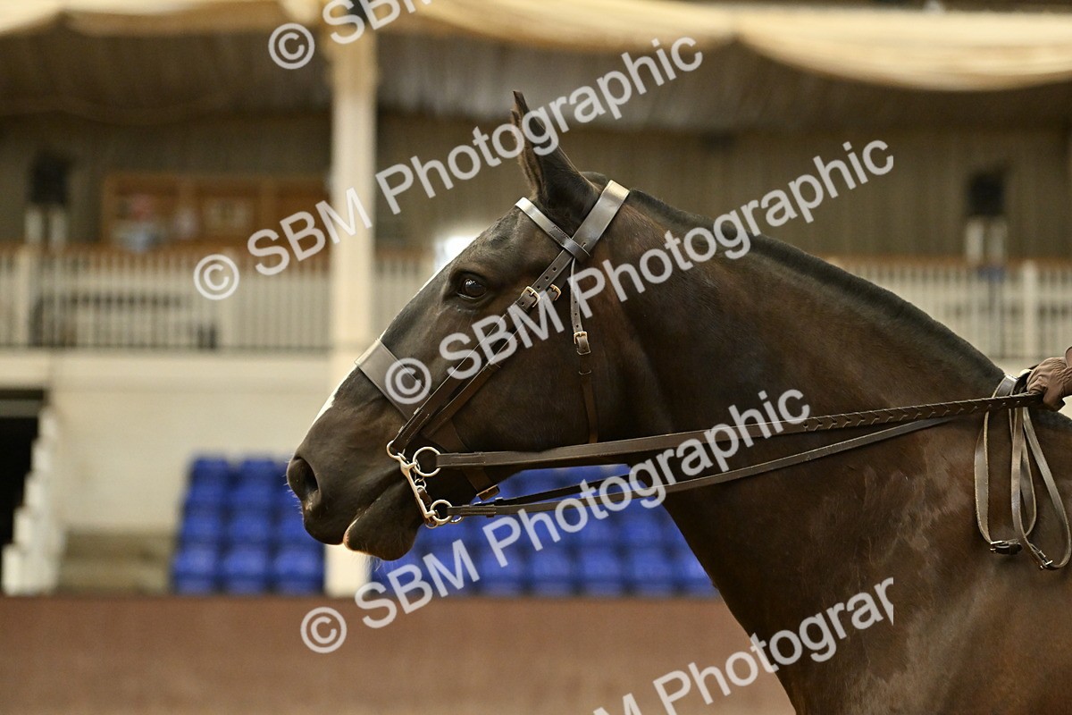 SBM_002041 - Class 21 - BSHA Ridden Show Cob