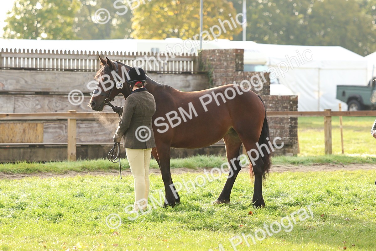 SBM_54857 - S39 - Starters In Hand Showing