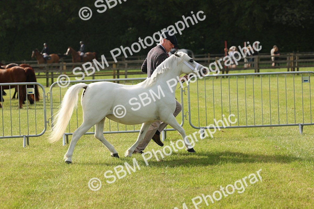 SBM_00530 - Class 6-13 - Mountatin and Moorland In Hand Welsh Breeds