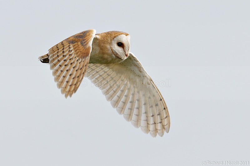 Barn Owl (Tyto alba) - Barn Owl (Tyto Alba)