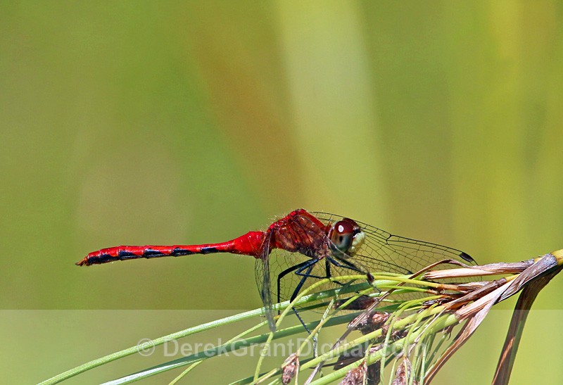White-faced Meadowhawk(m) - Dragonflies of Atlantic Canada