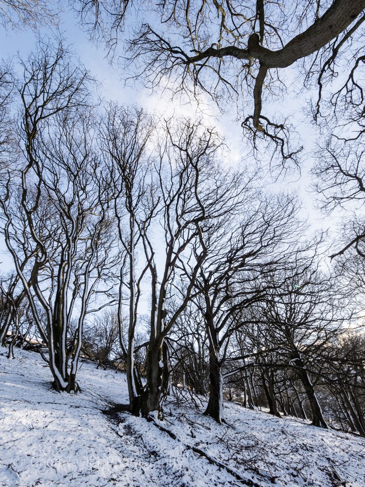 0675 Ragleth Wood - Stretton Hills